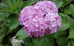 紫陽花ピンク、道端