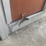 ちょうちょう孵化したて。